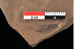 Foto (Detailansicht) von Pinus hepios Unger (NHMW-GEO-2024-0188-0222)